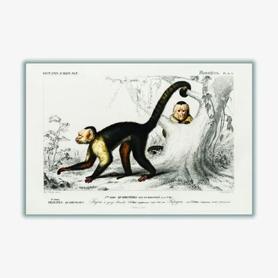 Wolf & Badger Brown White-Headed Capuchin Xxs Stanley Print House