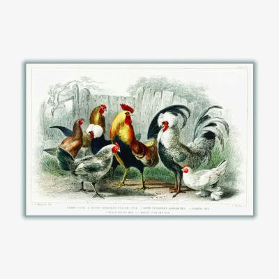 Wolf & Badger Cocks And Hens By Oliver Goldsmith - Multicolour A3 297 X 420Mm Stanley Print House