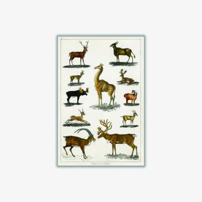 Wolf & Badger Brown Collection Of Animal With Antlers Print A1 594 X 841Mm Stanley Print House