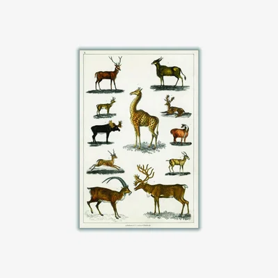 Wolf & Badger Brown Collection Of Animal With Antlers Print A1 594 X 841Mm Stanley Print House