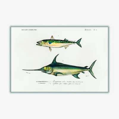 Wolf & Badger Different Types Of Fishes Iiii A3 297 X 420Mm Stanley Print House