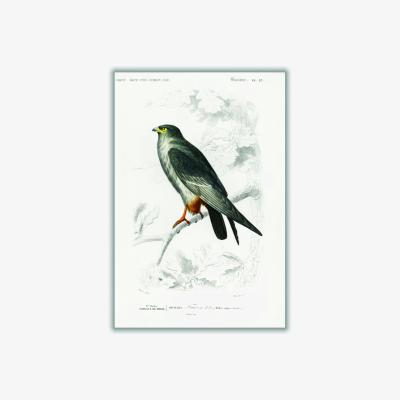 Wolf & Badger Grey Red-Footed Falcon Extra Small Stanley Print House