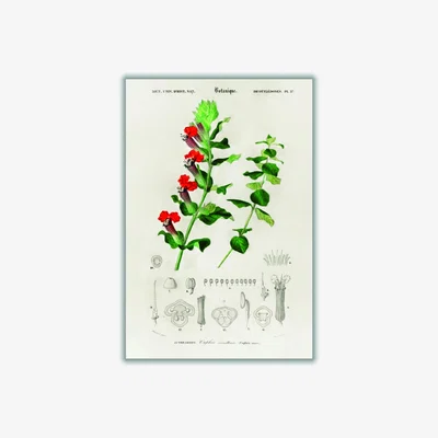 Wolf & Badger Cuphea Miniata Print A1 594 X 841Mm Stanley Print House