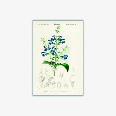 Wolf & Badger Green Salvia Patens Medium Stanley Print House