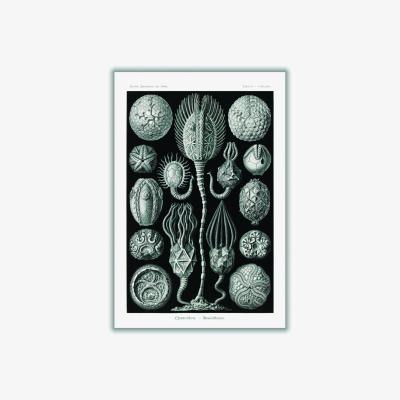 Wolf & Badger Grey Cystoidea-Beutelsterne By Ernst Haeckel A3 297 X 420Mm Stanley Print House
