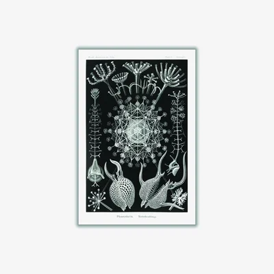Wolf & Badger Grey Phaeodaria-Rohrstrahlinge I By Ernst Haeckel Extra Large Stanley Print House