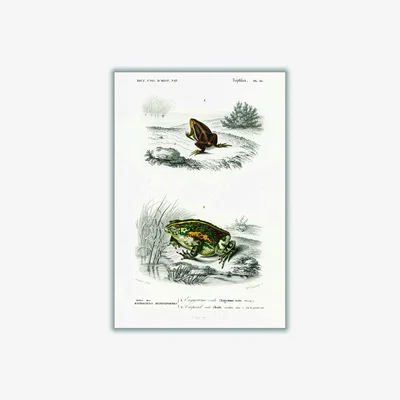 Wolf & Badger Green Natural History - Frogs And Toads A2 420 X 594Mm Stanley Print House