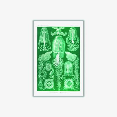 Wolf & Badger Green Cubomedusae-Würfelquallen By Ernst Haeckel Medium Stanley Print House