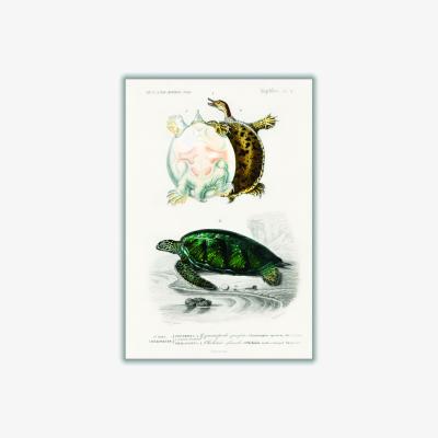 Wolf & Badger Natural History - Different Types Of Turtle A4 210 X 297Mm Stanley Print House