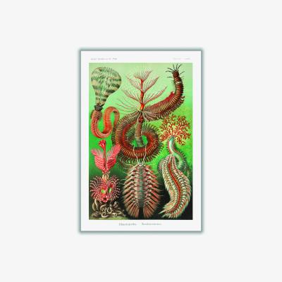 Wolf & Badger Green Chaetopoda-Borstenwürmer By Ernst Haeckel Extra Small Stanley Print House
