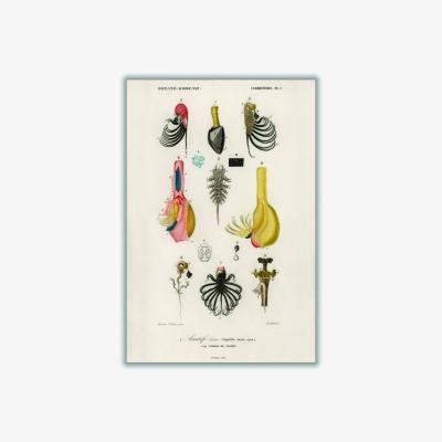 Wolf & Badger Neutrals Anatifa Laevis A1 594 X 841Mm Stanley Print House