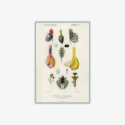 Wolf & Badger Neutrals Anatifa Laevis A1 594 X 841Mm Stanley Print House