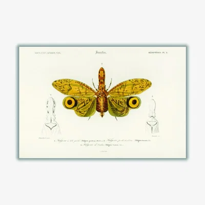 Wolf & Badger Yellow / Orange Fulgora Graciliceps A1 594 X 841Mm Stanley Print House