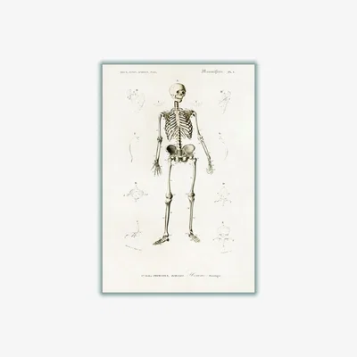 Wolf & Badger Neutrals Human Skeleton Illustration Print A4 210 X 297Mm Stanley Print House