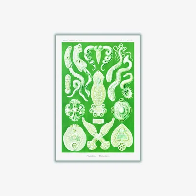 Wolf & Badger Green Platodes-Plattentiere By Ernst Haeckel A2 420 X 594Mm Stanley Print House