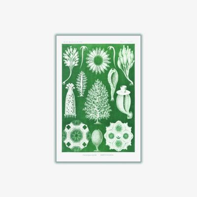 Wolf & Badger Green Calcispongiae-Kalkschwämme By Ernst Haeckel A4 210 X 297Mm Stanley Print House