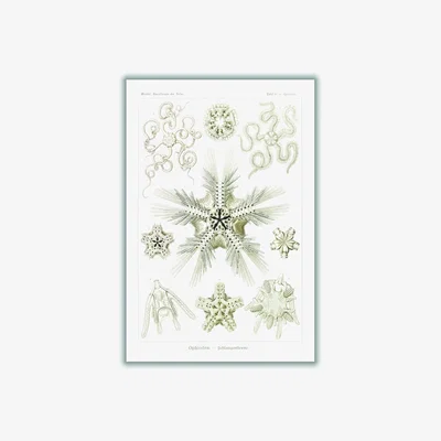 Wolf & Badger Neutrals Ophiodea-Schlangensterne Ii By Ernst Haeckel A4 210 X 297Mm Stanley Print House