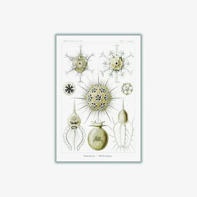 Wolf & Badger Neutrals Phaeodaria-Rohrstrahlinge Ii By Ernst Haeckel Medium Stanley Print House