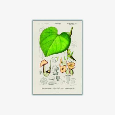 Wolf & Badger Green Pipevine Small Stanley Print House