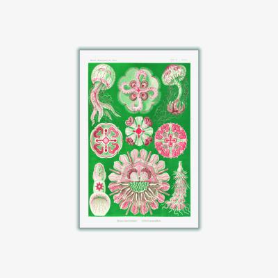 Wolf & Badger Pink / Purple Discomedusae-Scheibenquallen Iiii By Ernst Haeckel A4 210 X 297Mm Stanley Print House