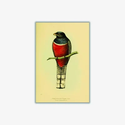 Wolf & Badger Red Vintage Purple Breasted Trogon A4 210 X 297Mm Stanley Print House