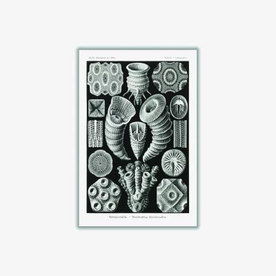 Wolf & Badger Grey Tetracoralla-Bierstrahlige Sternkorallen By Ernst Haeckel A3 297 X 420Mm Stanley Print House