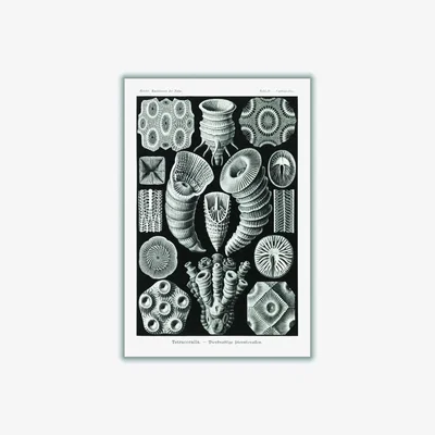 Wolf & Badger Grey Tetracoralla-Bierstrahlige Sternkorallen By Ernst Haeckel A3 297 X 420Mm Stanley Print House