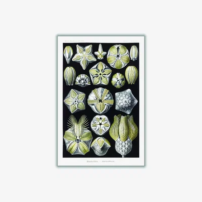Wolf & Badger Green Blastoïdea-Knospensterne By Ernst Haeckel A2 420 X 594Mm Stanley Print House