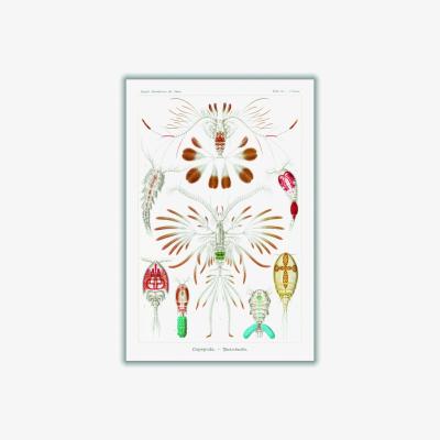 Wolf & Badger Copepoda-Ruderkrebse By Ernst Haeckel A2 420 X 594Mm Stanley Print House