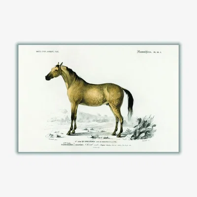 Wolf & Badger Gold Horse Extra Large Stanley Print House