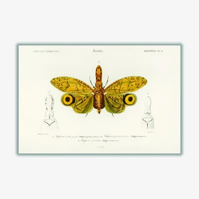 Wolf & Badger Yellow / Orange Fulgora Graciliceps A4 210 X 297Mm Stanley Print House