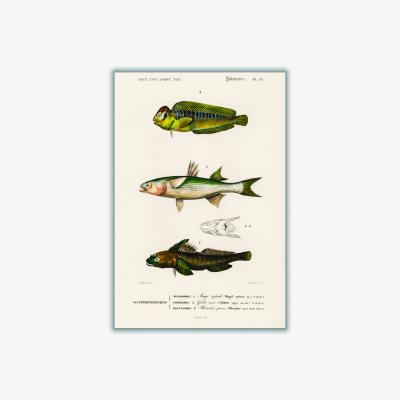 Wolf & Badger Green Natural History Different Types Of Fish 2 Extra Small Stanley Print House