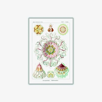 Wolf & Badger Permedusae-Talchenquallen By Ernst Haeckel A3 297 X 420Mm Stanley Print House