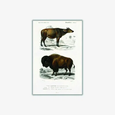 Wolf & Badger Cow - Brown A2 420 X 594Mm Stanley Print House