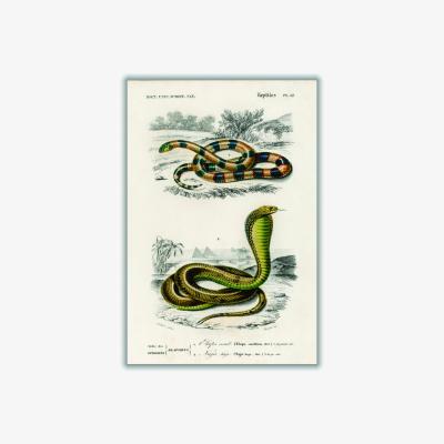 Wolf & Badger Green Vintage Snakes Xxs Stanley Print House