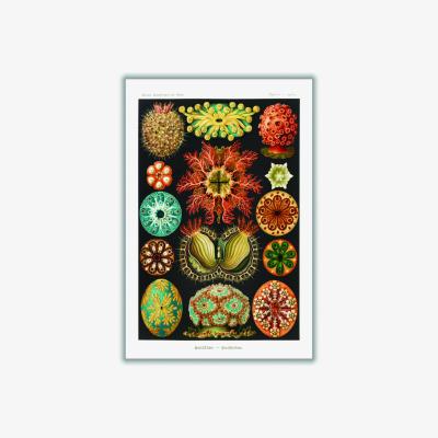 Wolf & Badger Ascidiae-Seescheiden By Ernst Haeckel A1 594 X 841Mm Stanley Print House