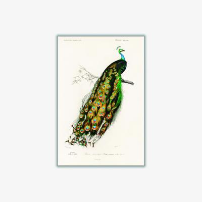 Wolf & Badger Green Peacock Illustration A4 210 X 297Mm Stanley Print House