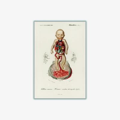 Wolf & Badger Neutrals Circulation Of The Blood In A Fetus Print A1 594 X 841Mm Stanley Print House