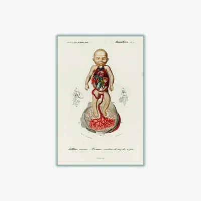 Wolf & Badger Neutrals Circulation Of The Blood In A Fetus Print A1 594 X 841Mm Stanley Print House