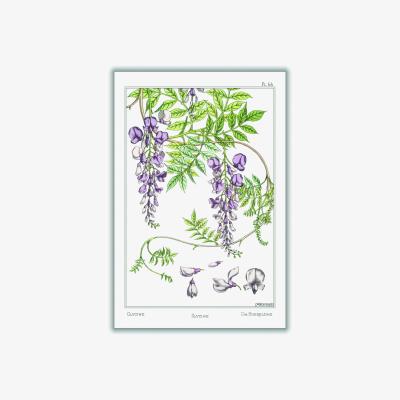 Wolf & Badger Green Glycine Wisteria Print By Maurice Pillard Verneuil Small Stanley Print House