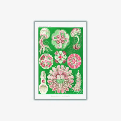 Wolf & Badger Pink / Purple Discomedusae-Scheibenquallen Iiii By Ernst Haeckel Medium Stanley Print House