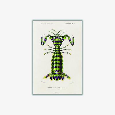 Wolf & Badger Green Giant Mantis Shrimp Print A2 420 X 594Mm Stanley Print House