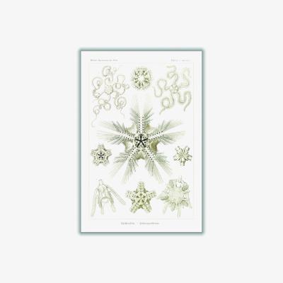 Wolf & Badger Neutrals Ophiodea-Schlangensterne Ii By Ernst Haeckel A2 420 X 594Mm Stanley Print House