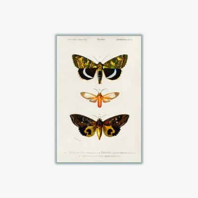 Wolf & Badger Natural History - Different Types Of Moths 3 Small Stanley Print House