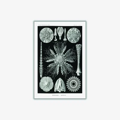 Wolf & Badger Grey Echinidea-Igelsterne I By Ernst Haeckel A1 594 X 841Mm Stanley Print House