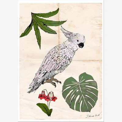 Wolf & Badger Neutrals Signed Print - The Parrot & The Palm A4 210 X 297Mm Jessica Russell Flint
