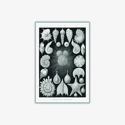Wolf & Badger Grey Thalamophora-Kammerlinge I By Ernst Haeckel Small Stanley Print House