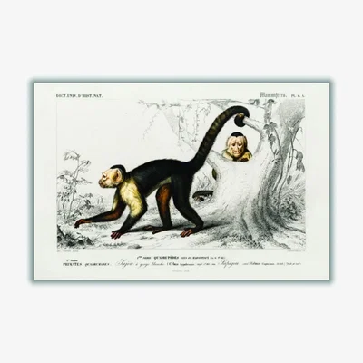 Wolf & Badger Brown White-Headed Capuchin A4 210 X 297Mm Stanley Print House