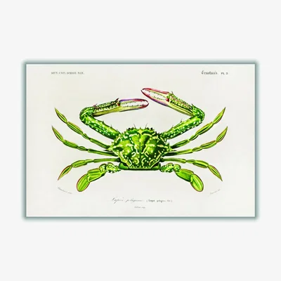 Wolf & Badger Green Portunus Xxs Stanley Print House