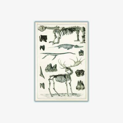 Wolf & Badger Grey Animal Bone Structures A4 210 X 297Mm Stanley Print House
